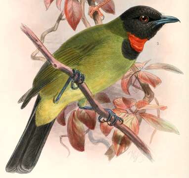 Image of Thick-billed Heleia