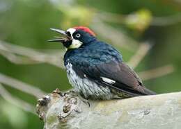 Image of Acorn Woodpecker