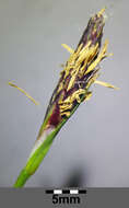 Image of Carex pilosa Scop.