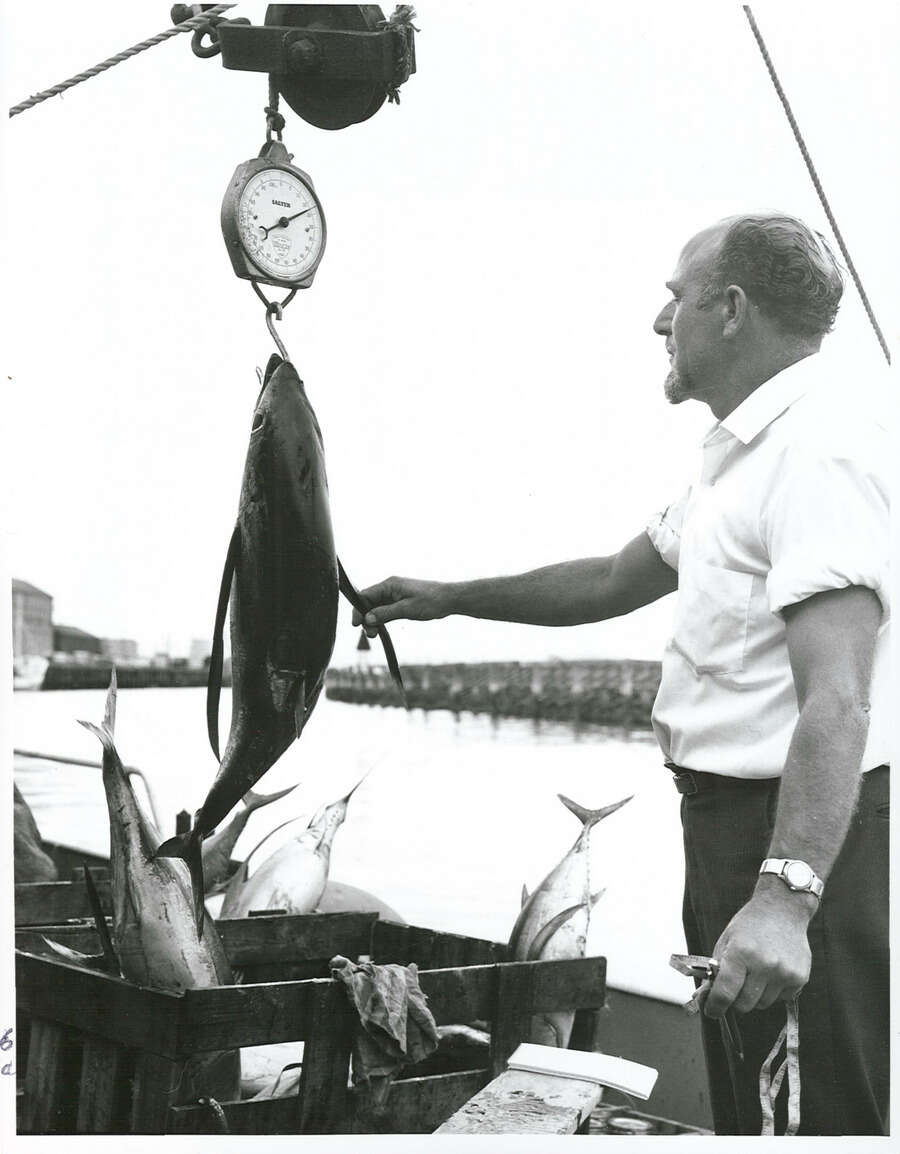 Image of Albacore Fish