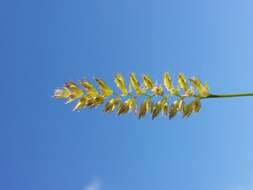 Image of Crested dogstail grass