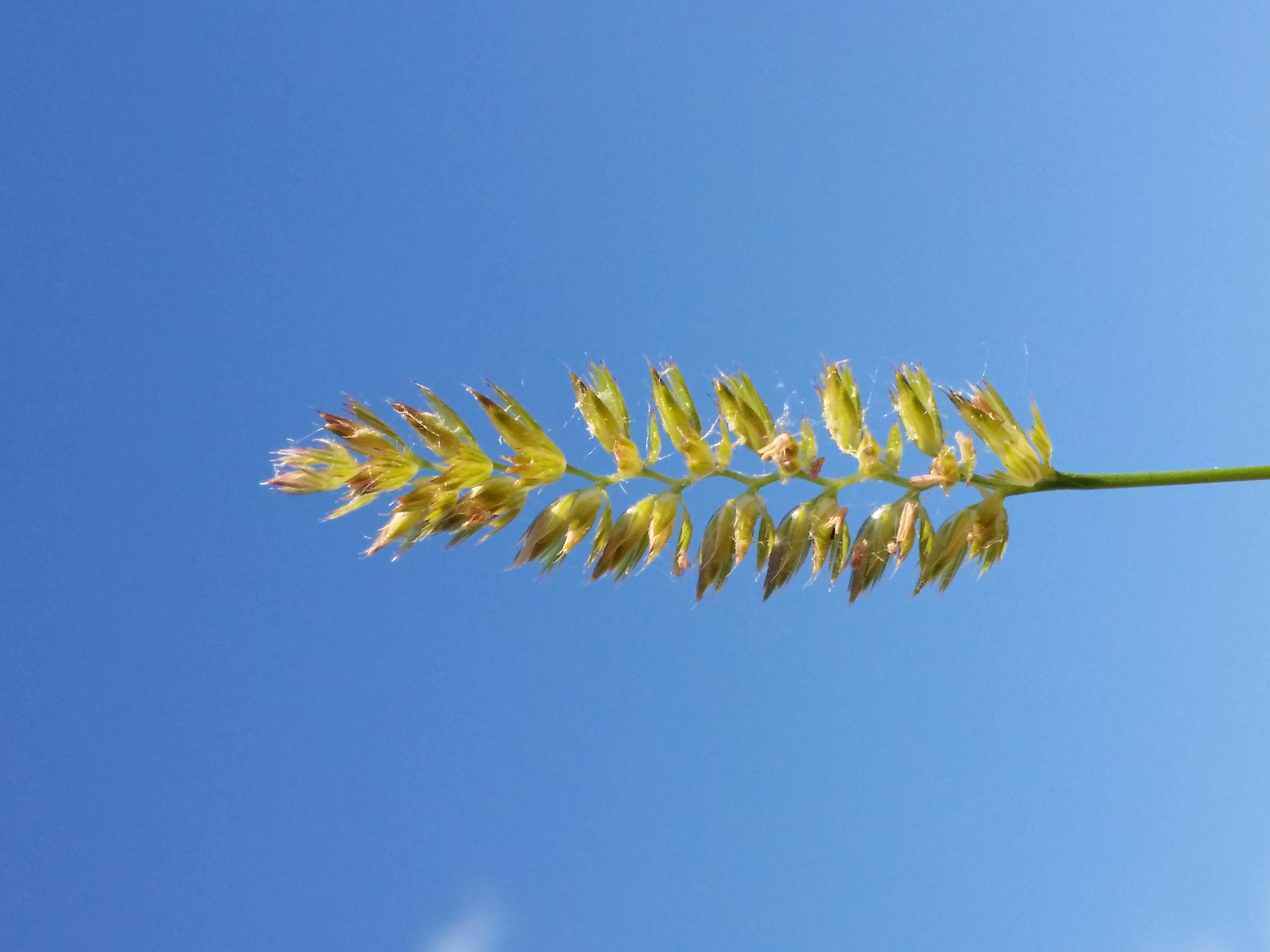 Image of Crested dogstail grass