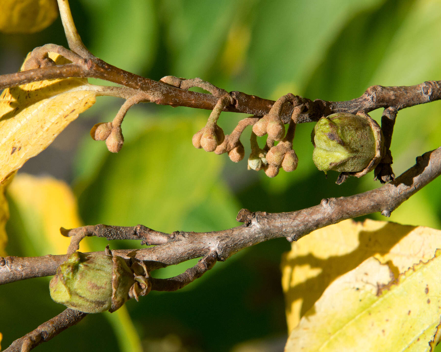 Imagem de Hamamelis vernalis Sarg.