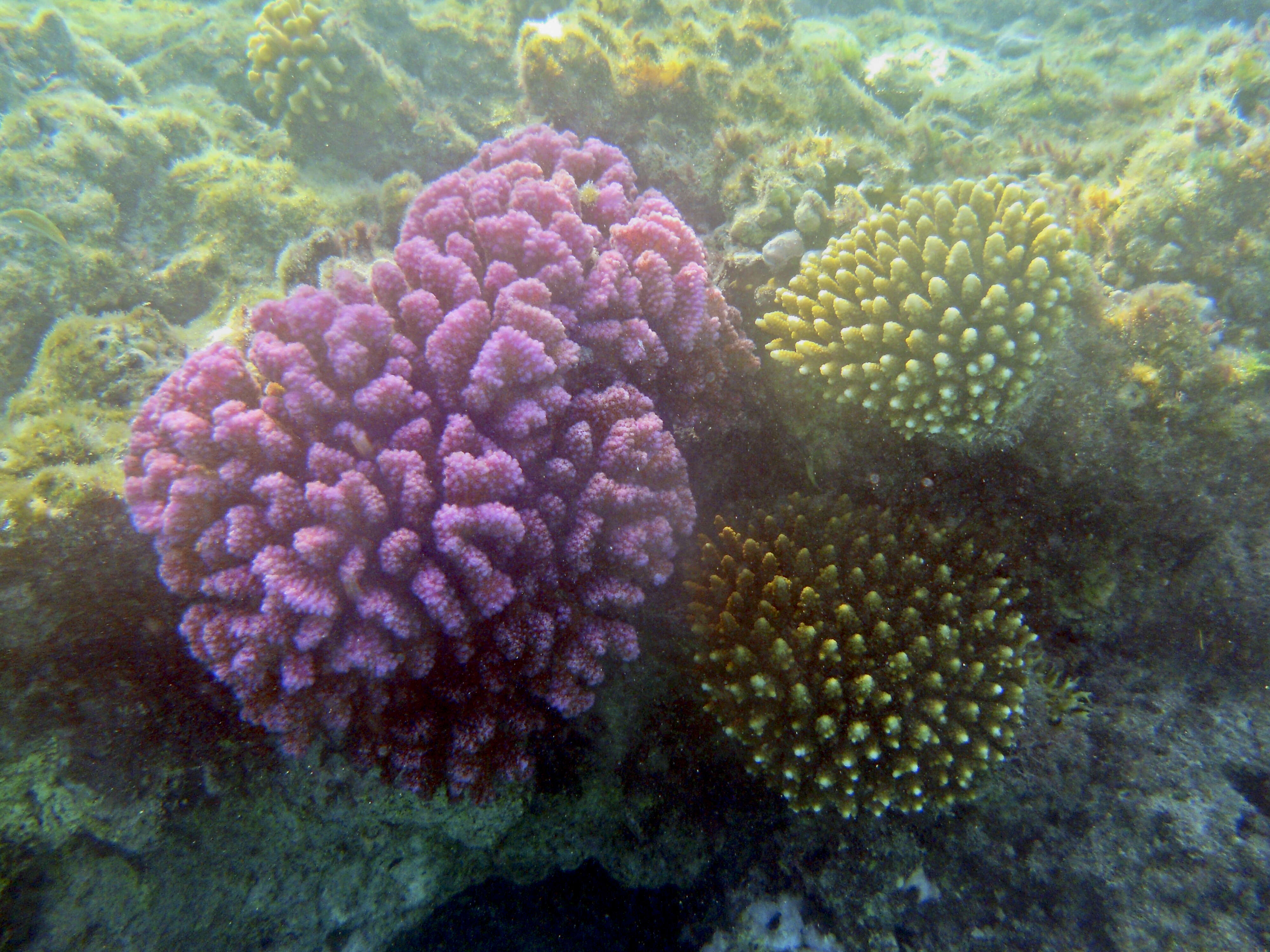 Image of Cauliflower coral