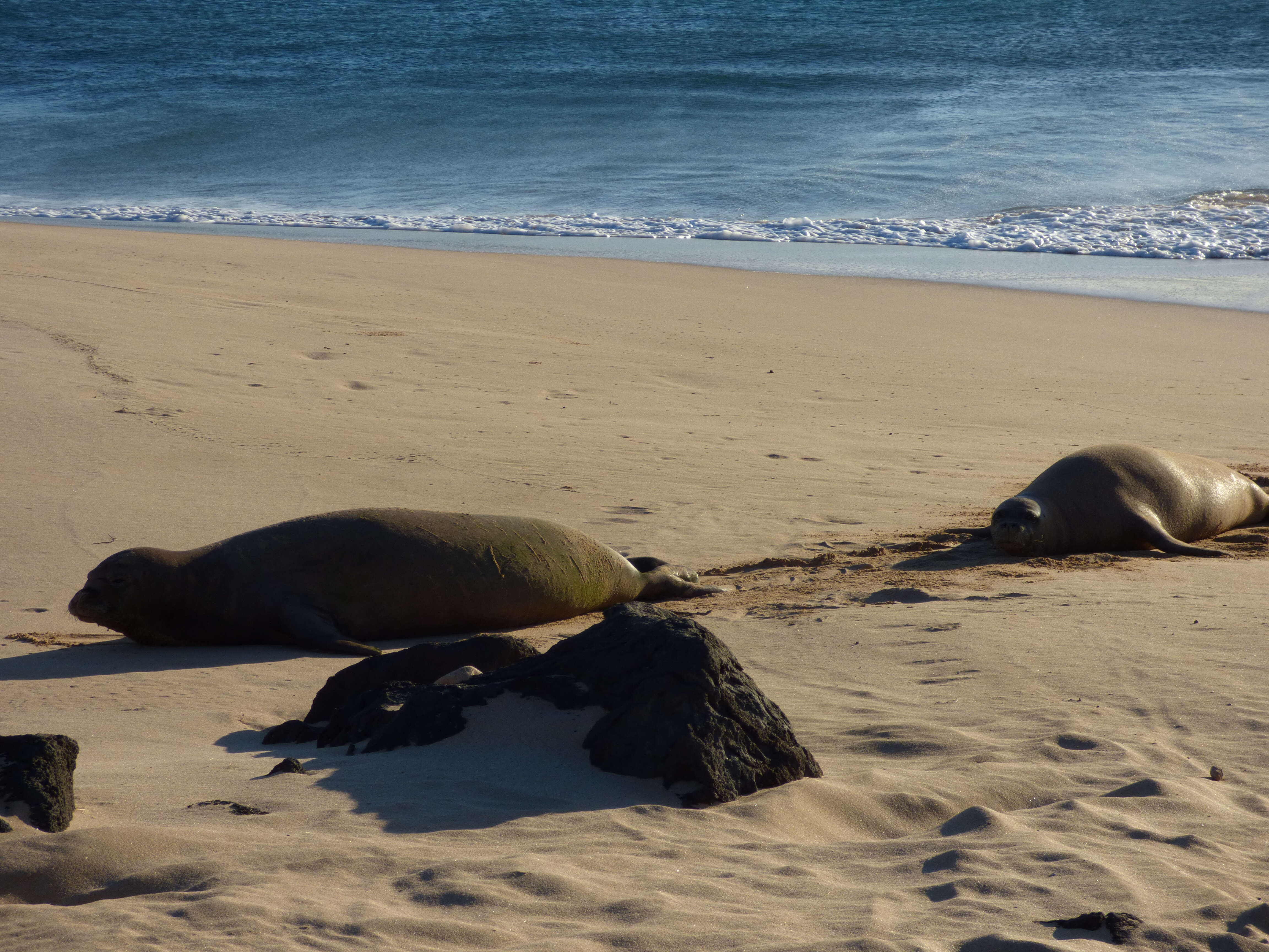 Image of Hawaiian Monk Seal