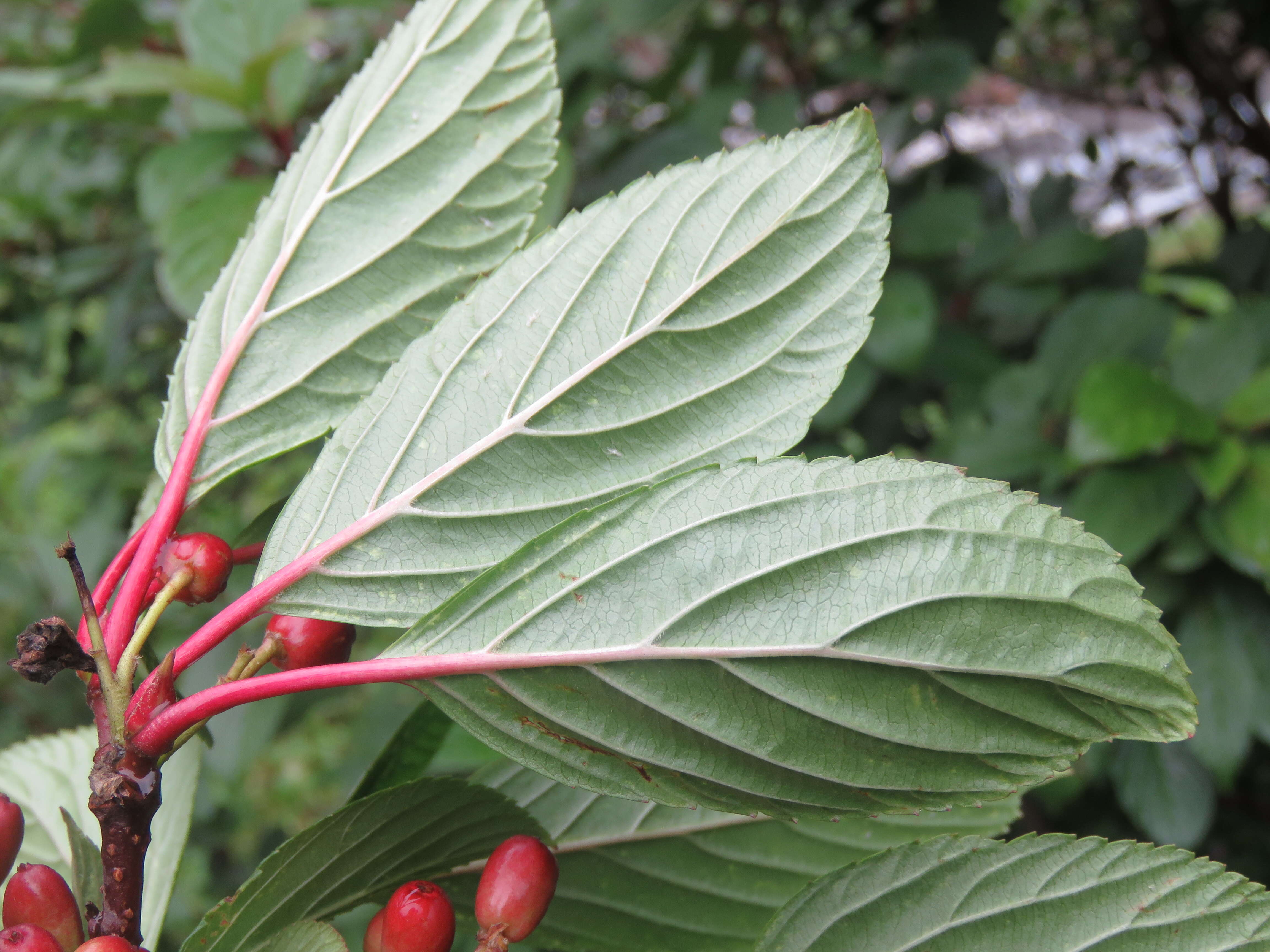 Image of Reddish viburnum