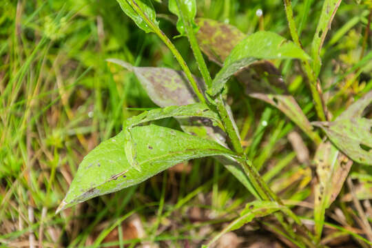 Image of brown knapweed