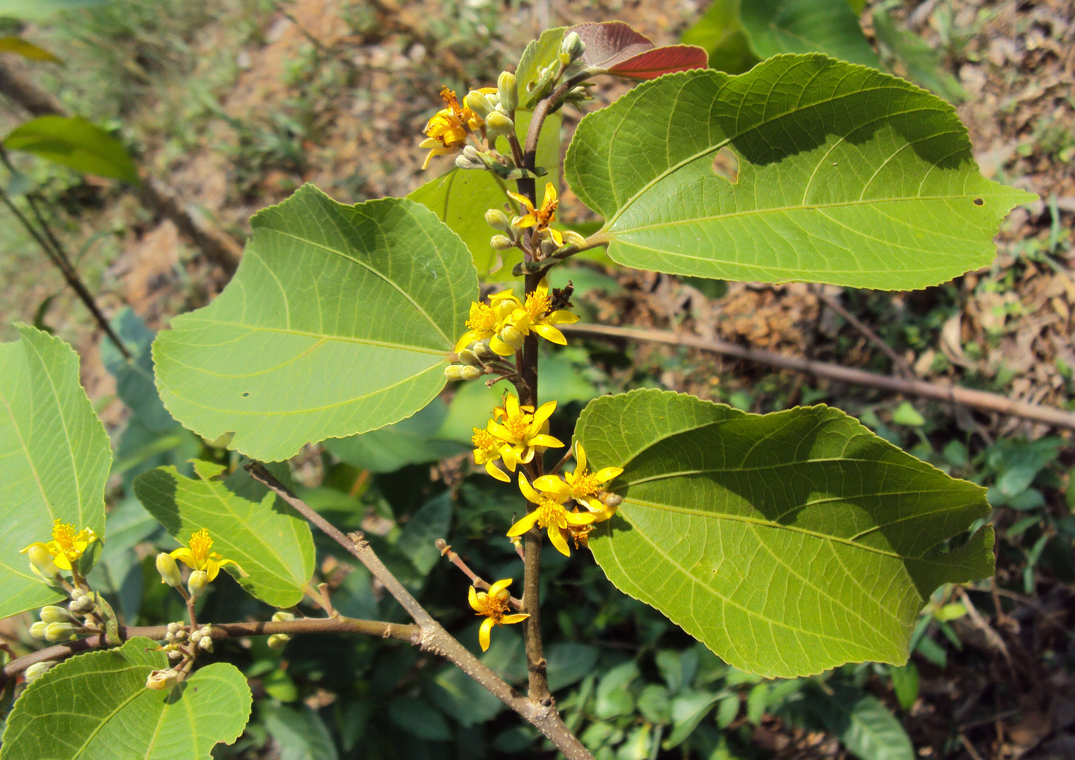 Image of Grewia tiliifolia Vahl