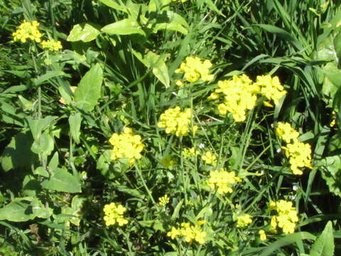 Imagem de Brassica rapa subsp. oleifera (DC.) Metzg.