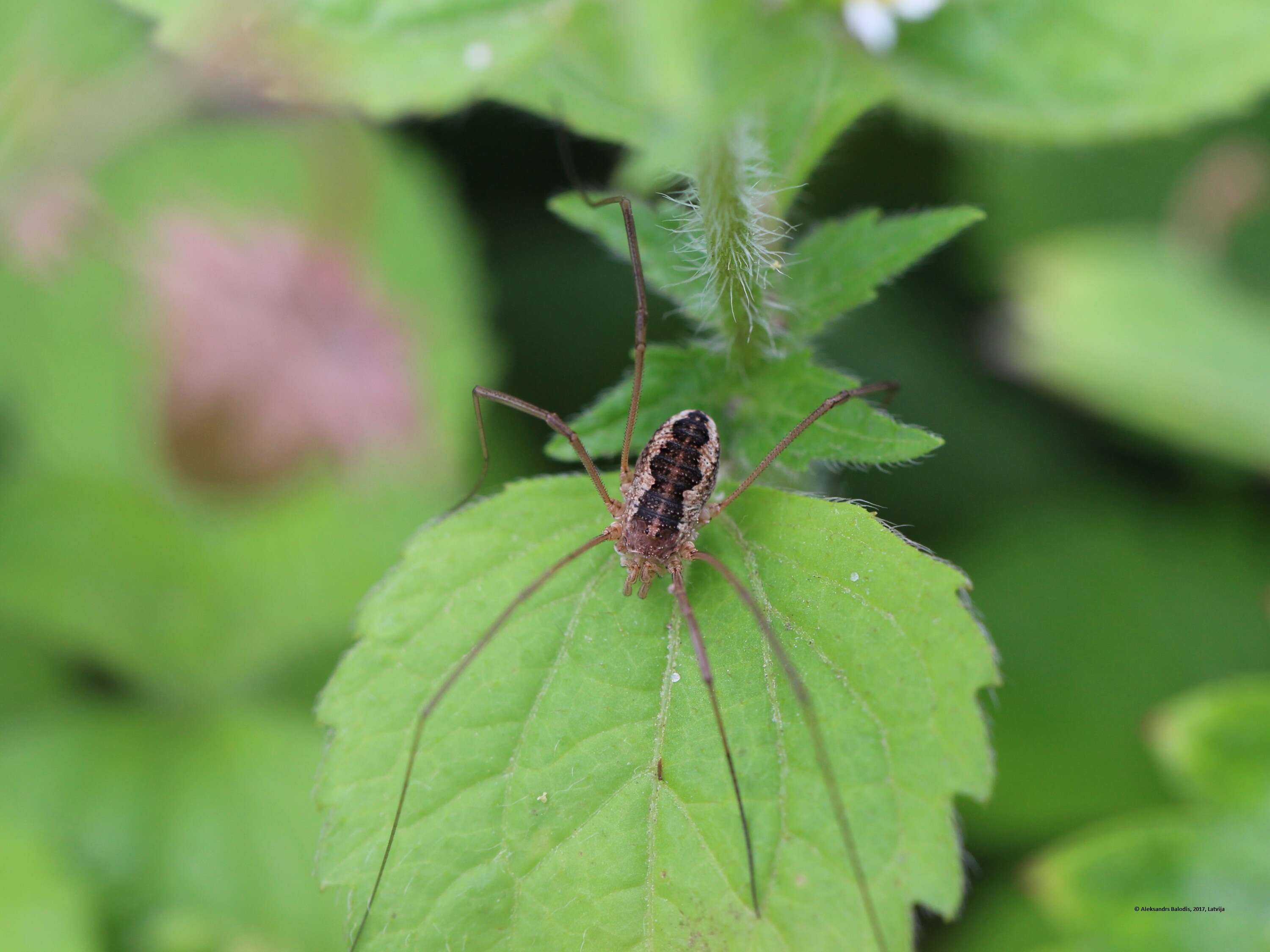 Image of Daddy longleg