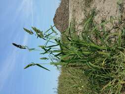 Image of Japanese millet