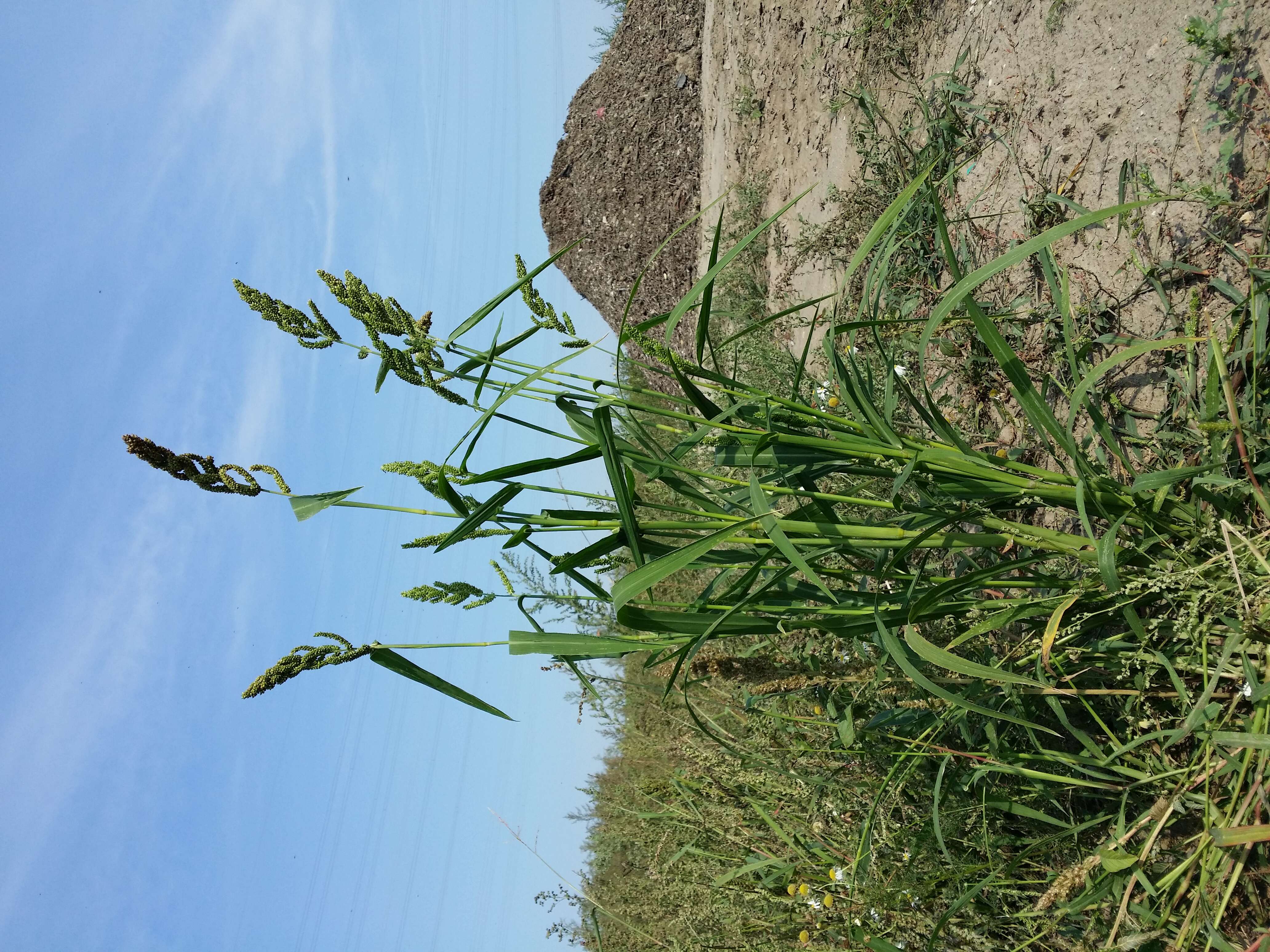 Image of Japanese millet