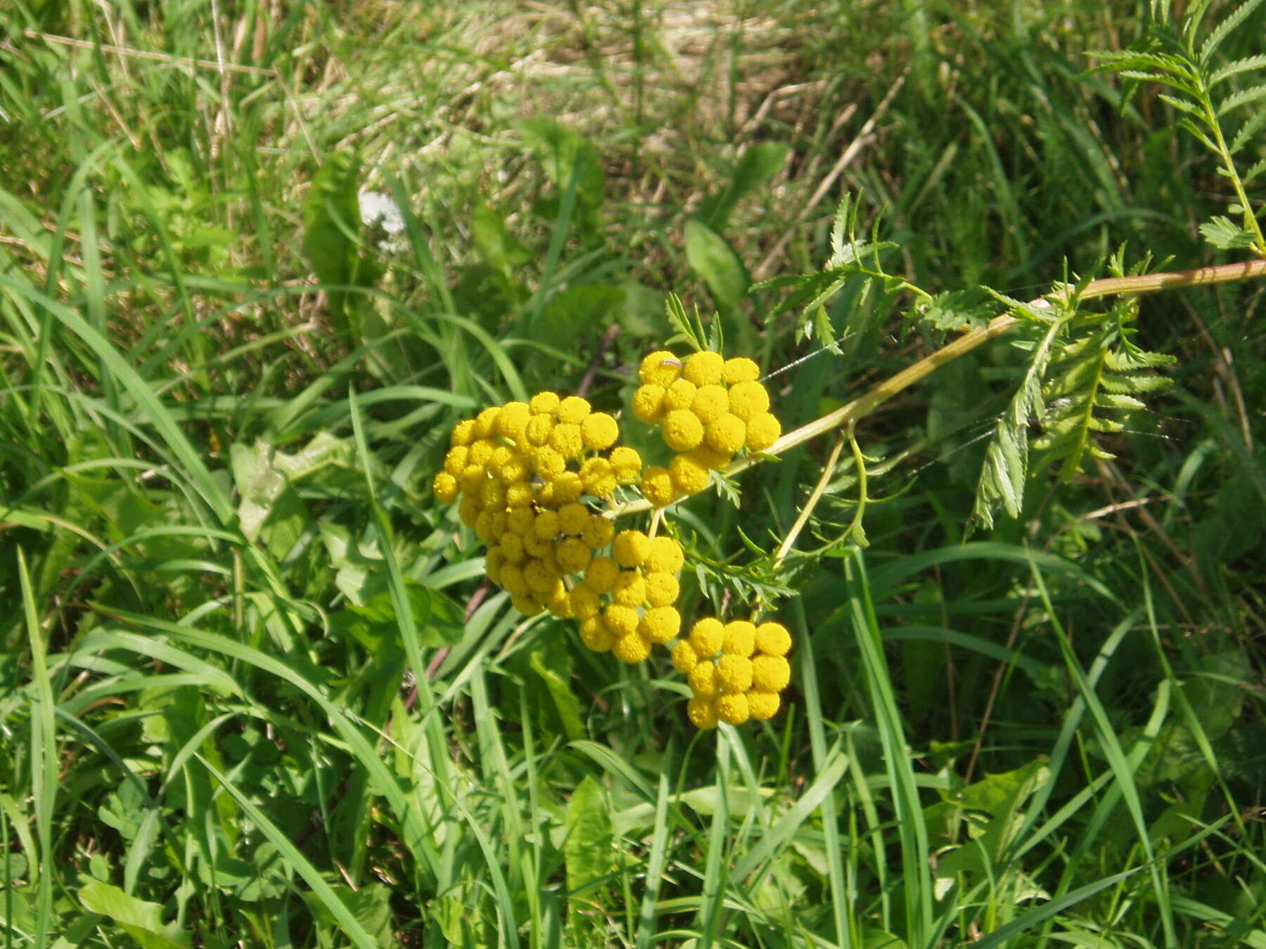 Image of common tansy