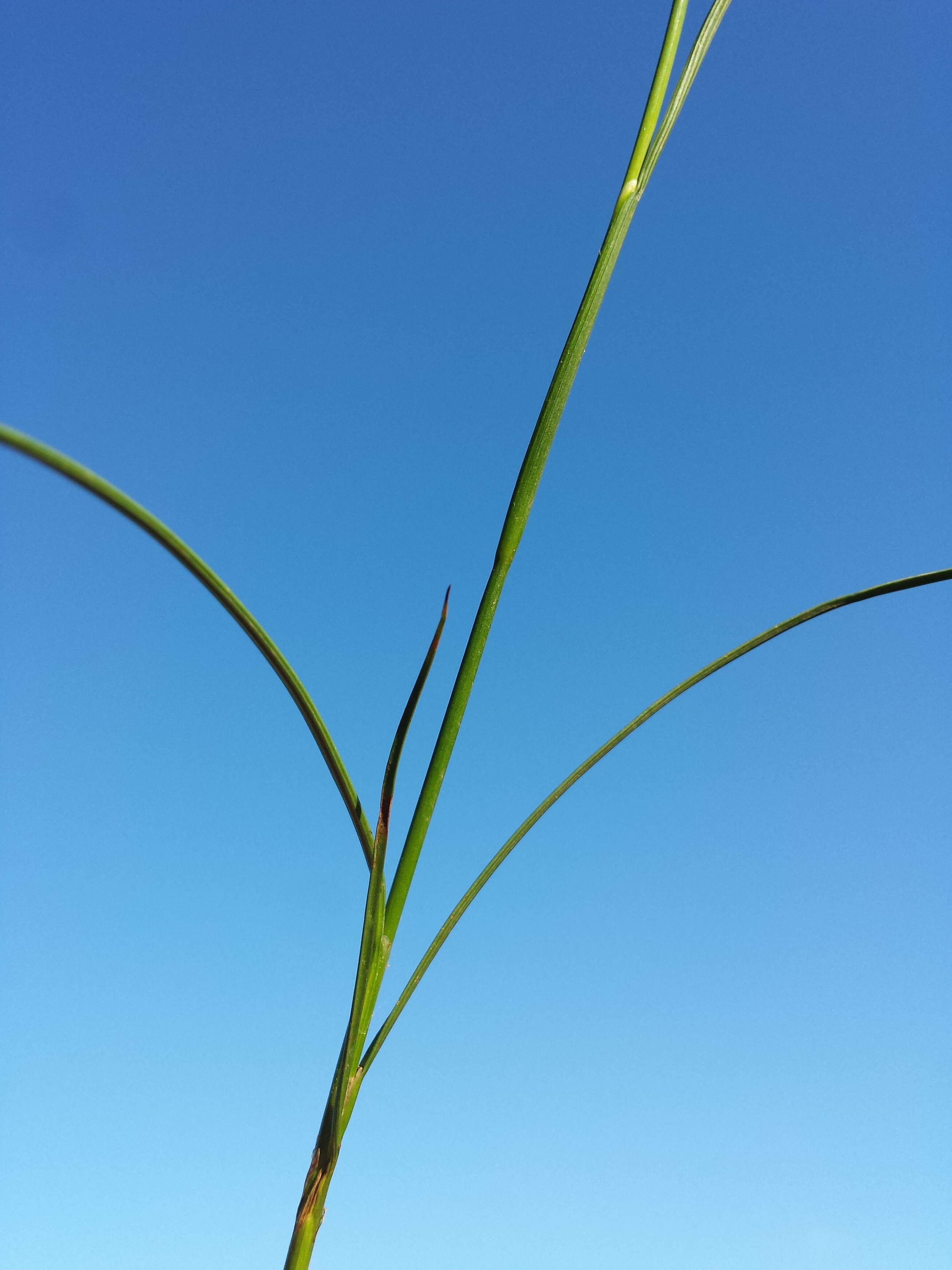 Image of Round-fruited Rush