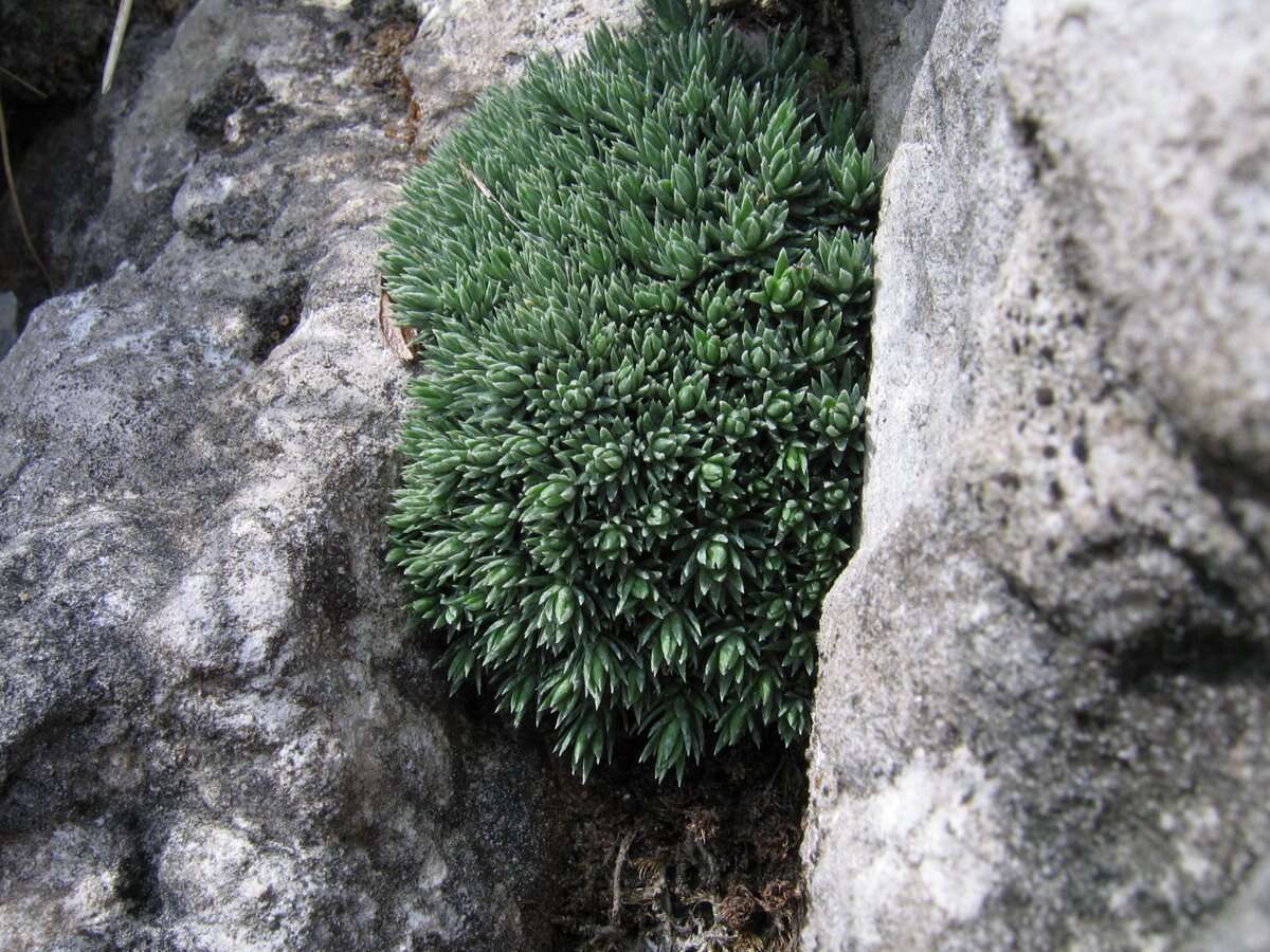 Слика од Saxifraga aretioides Lapeyr.