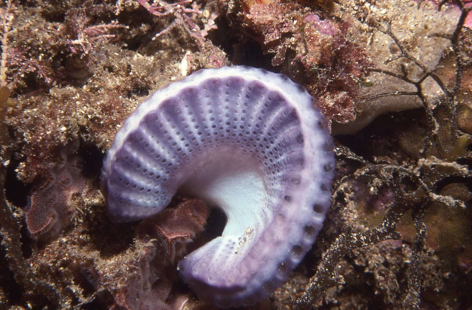 Image of Sycozoa cerebriformis (Quoy & Gaimard 1834)