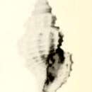 Sivun Neopleurotomoides callembryon (Dautzenberg & H. Fischer 1896) kuva