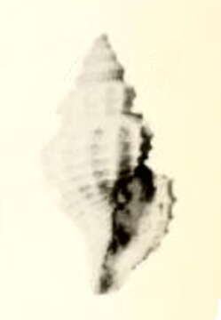 Image of Neopleurotomoides callembryon (Dautzenberg & H. Fischer 1896)