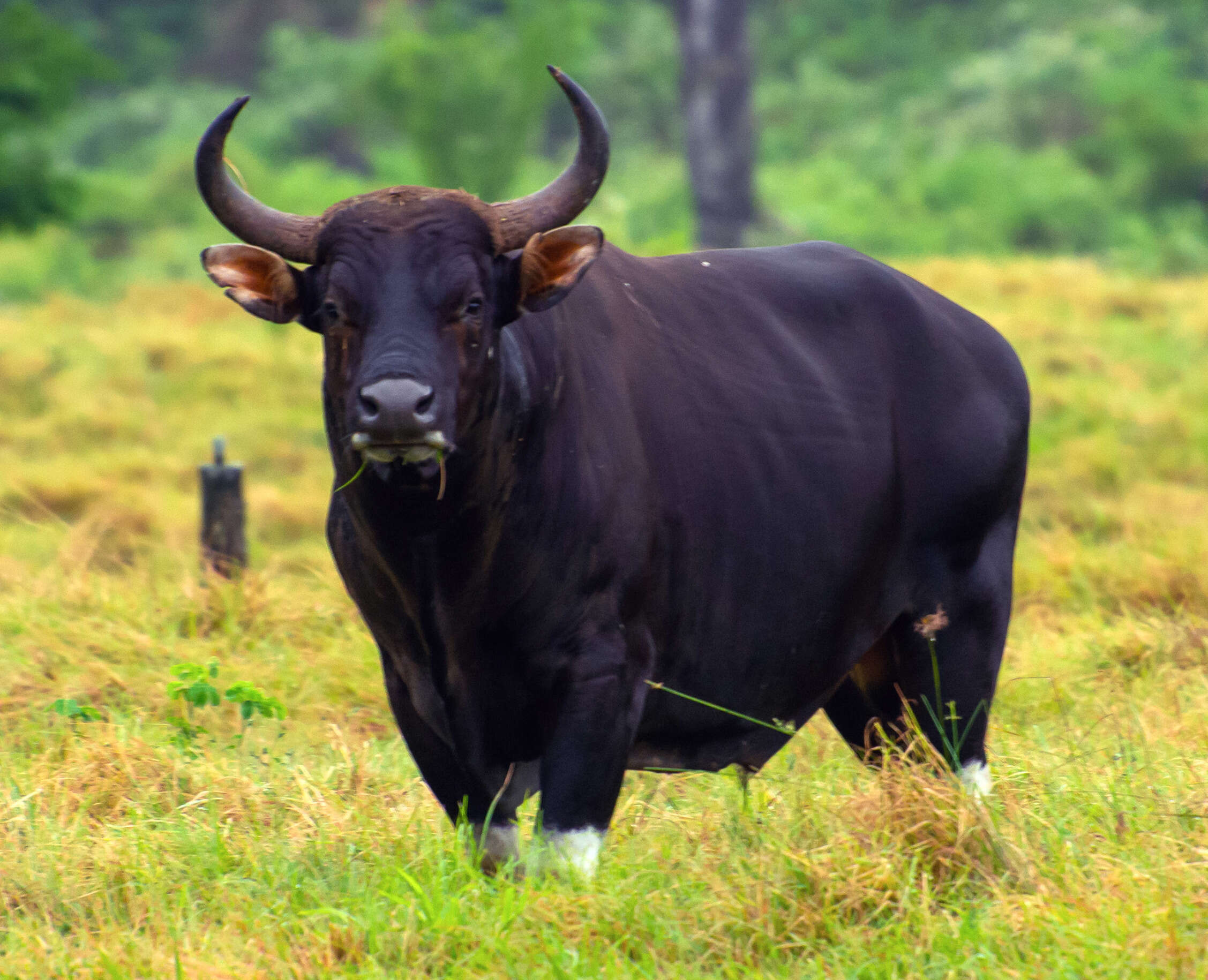 Image of Banteng