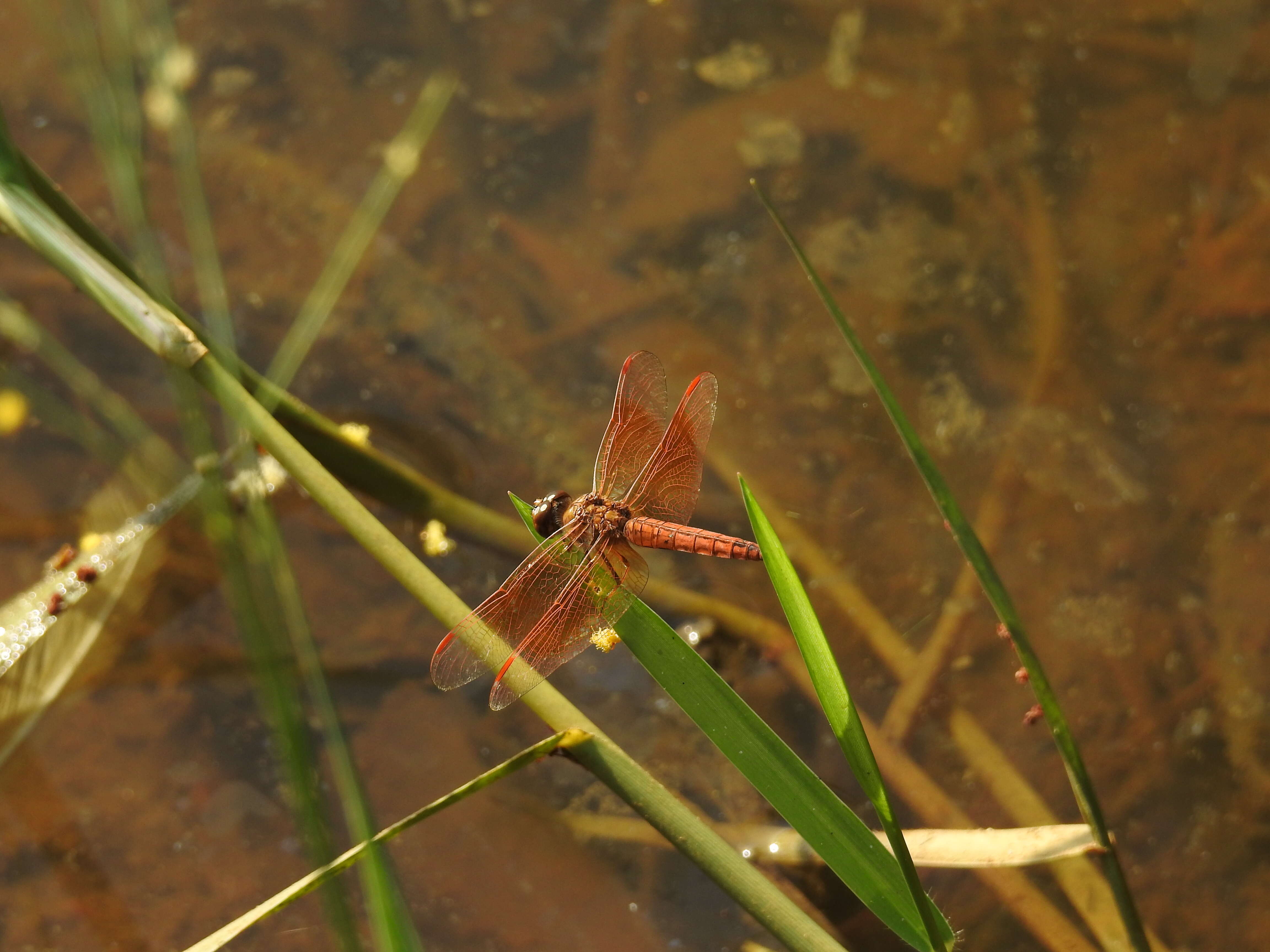 Image of Brachythemis Brauer 1868