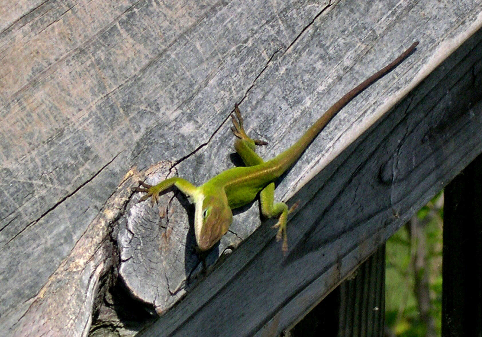 Image of American Anole