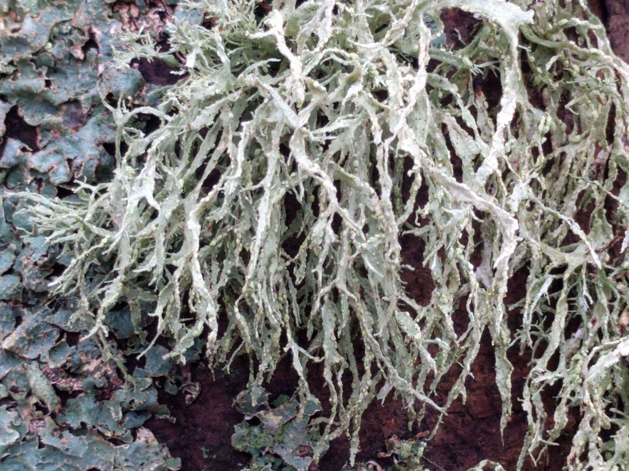 Image of farinose cartilage lichen