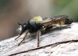 Image of Laphria flava (Linnaeus 1761)