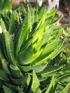 Слика од Aloe perfoliata L.