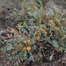 Image of Banksia catoglypta (A. S. George) A. R. Mast & K. R. Thiele
