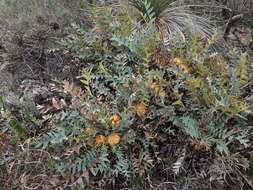 Image of Banksia catoglypta (A. S. George) A. R. Mast & K. R. Thiele