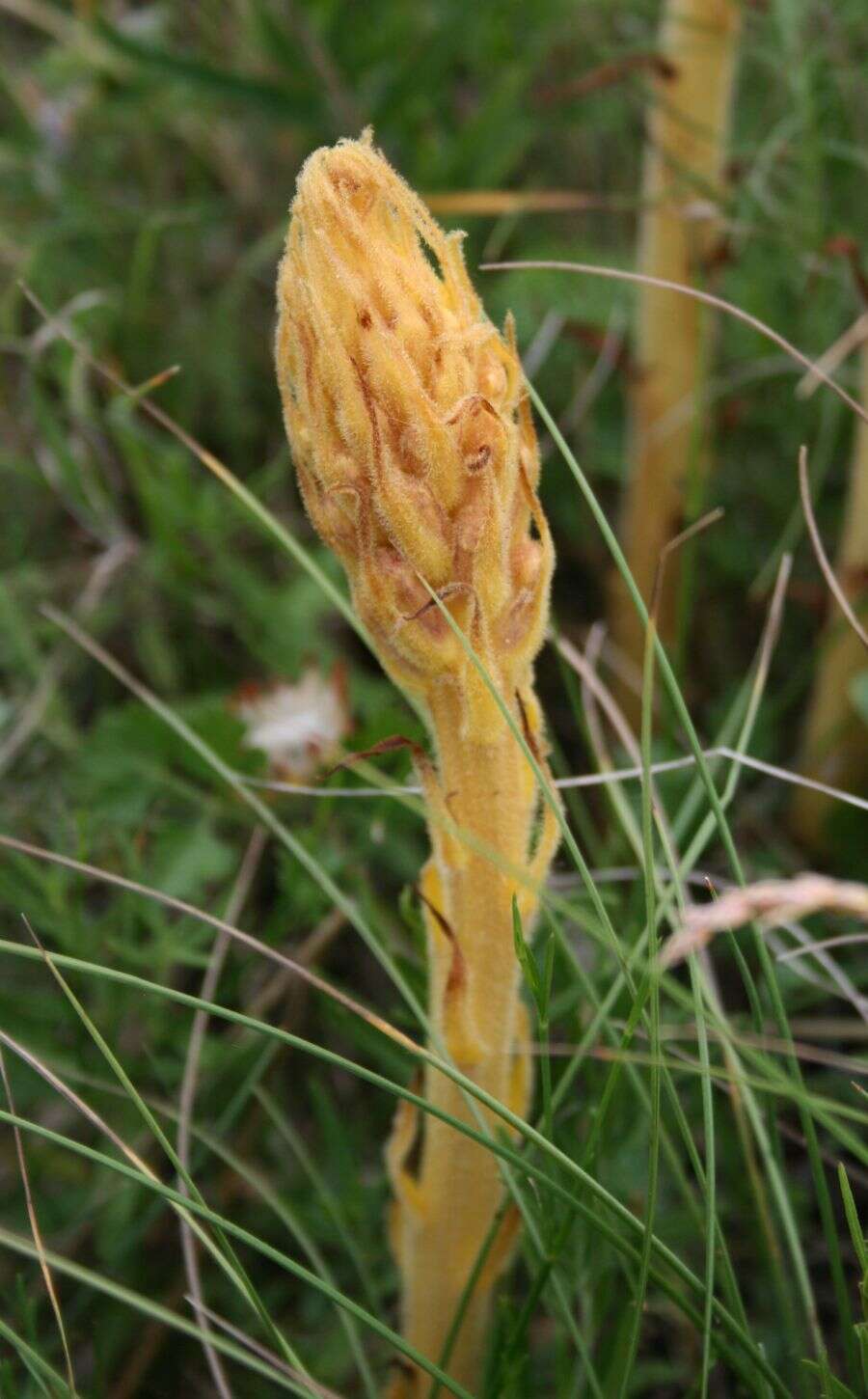 Imagem de Orobanche elatior Sutton