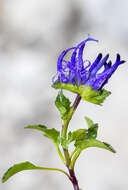 Image of Horned Rampion