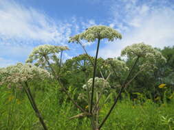 Image of wild angelica