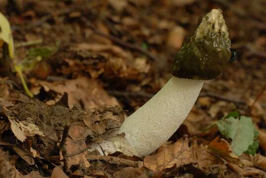 Image of Stinkhorn