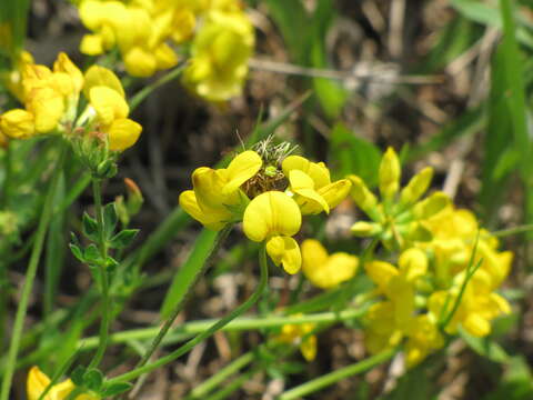 Image of Common Bird's-foot-trefoil