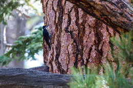 Image of Black-backed Woodpecker