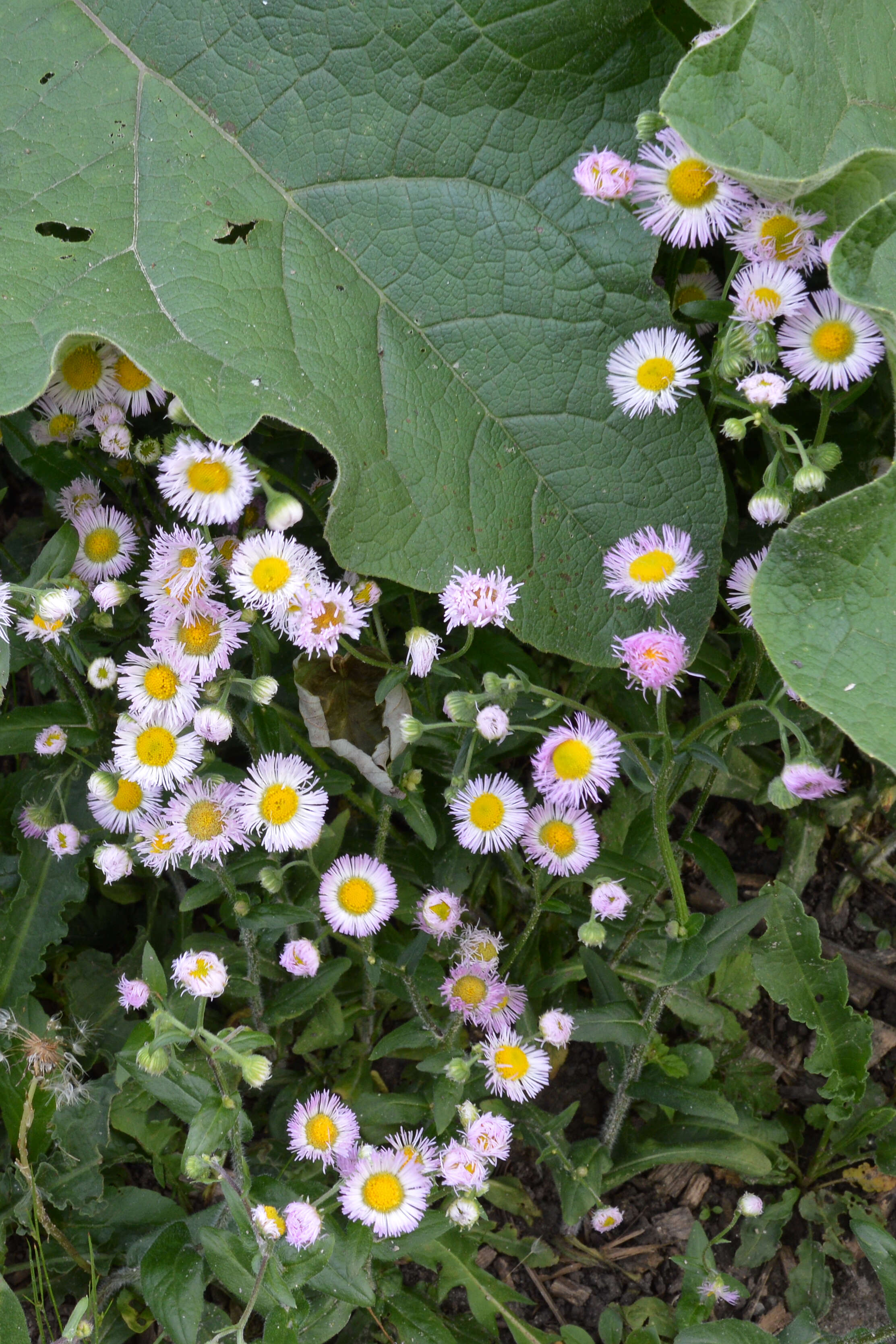 Image of Philadelphia fleabane