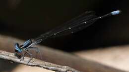 Image of Common Threadtail