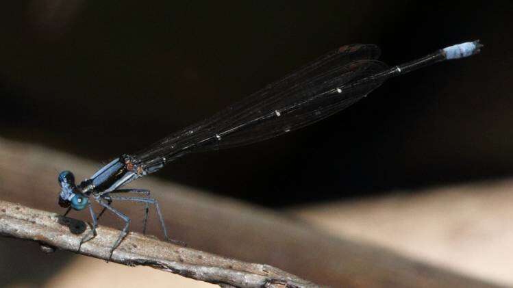 Image of Common Threadtail