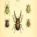 Image of Lucanus laminifer Waterhouse 1890