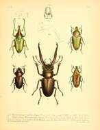 Image of Lucanus laminifer Waterhouse 1890