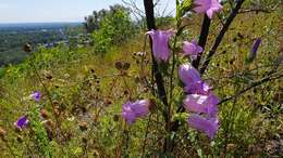 Image of Canterbury Bells