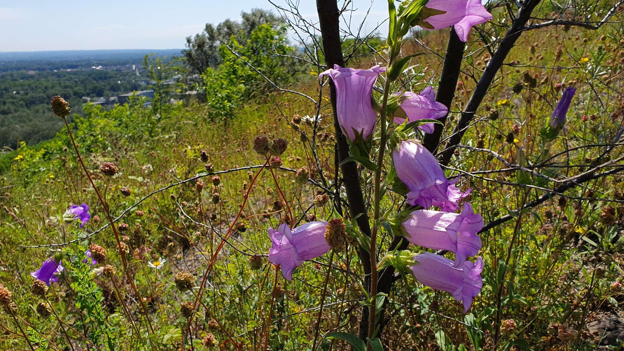 Image of Canterbury Bells