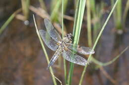 Image of Four-spotted Chaser