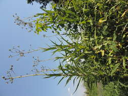 Image of marsh sow-thistle