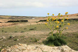 Image of Giant Fennel