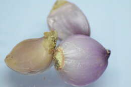 Image of garden onion