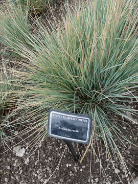 Image de Helictotrichon sempervirens (Vill.) Pilg.