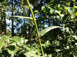 Image of marsh sow-thistle