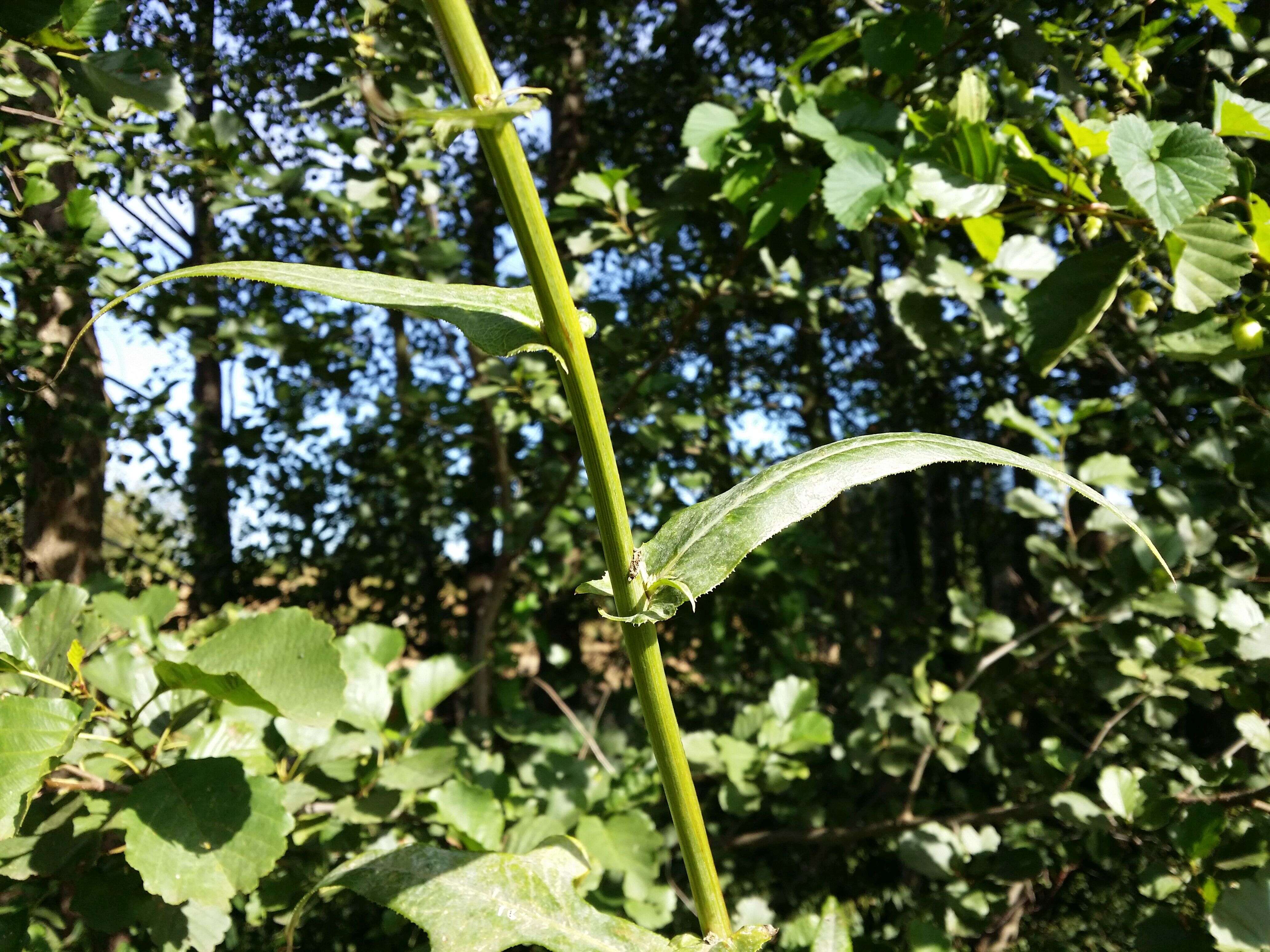 Image de laiteron des marais